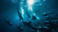 Twilight dive marine biologist swimming with dolphins in high resolution underwater image