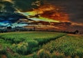 A beautiful evening twilight in a rice field