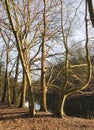 Twilight in the forest with river as background Royalty Free Stock Photo