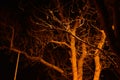 Twilight in the forest, scary trees, mystic dark grunge halloween background