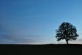 Twilight landscape with single tree