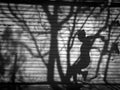 Twilight a man and tree shadow reflected on the wall. Royalty Free Stock Photo