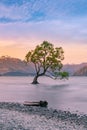 Twilight at Queentown alone tree Wanaka lake Royalty Free Stock Photo