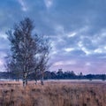 Twilight scene at a tranquil heath-land, Netherlands Royalty Free Stock Photo