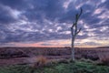 Twilight scene at a tranquil heath-land, Netherlands