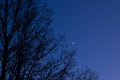 Twilight sky with crescent moon, Venus and tree silhouette after sunset Royalty Free Stock Photo