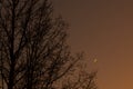 Twilight sky with crescent moon, Venus and tree silhouette after sunset Royalty Free Stock Photo