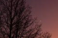 Twilight sky with crescent moon, Venus and tree silhouette after sunset Royalty Free Stock Photo