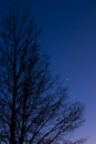 Twilight sky with crescent moon, Venus and tree silhouette after sunset Royalty Free Stock Photo