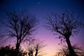 Twilight sky fall season with silhouette dried tree