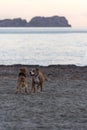 Twilight Tails by the Shore