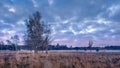 Twilight scene at a tranquil heath-land, Netherlands Royalty Free Stock Photo