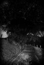 Twilight, Tree and way in the dark