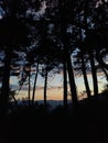 Twilight trought the trees Royalty Free Stock Photo