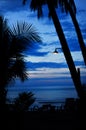 Twilight view with palm silhouettes on the beach