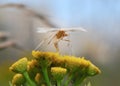 Twilight white plume moth (Pterophorus pentadactyla) Royalty Free Stock Photo