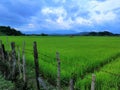 Twillight in paddy field