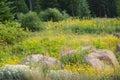 Twin Arnica, Pearly Everlasting, Fireweed Wildflowers Meadow In Pines