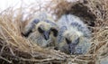 Twin baby birds in the nest
