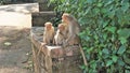 Twin baby monkeys sitting on a wall with their mother