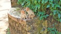 Twin baby monkeys sitting on a wall