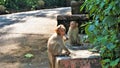 Twin baby monkeys sitting on a wall