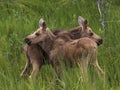 Twin baby moose standing in a field