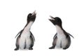 Twin baby penguins Royalty Free Stock Photo