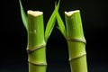 twin bamboo shoots in close pair