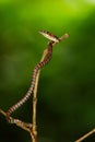 Twin-barred tree snake in national park Royalty Free Stock Photo
