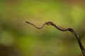 Twin-barred tree snake in national park Royalty Free Stock Photo