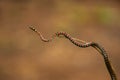 Twin-barred tree snake in national park Royalty Free Stock Photo