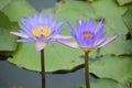 Twin beautiful purple lotuses on green background