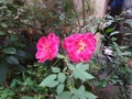 Twin beautiful red rose on garden