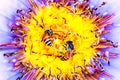 Twin bee flying lotus