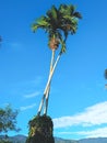 twin betel nut trees Royalty Free Stock Photo