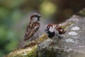 Twin birds at the Isle of Skye, Scotland in the summertime. Royalty Free Stock Photo