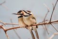 Twin Birds Standing On Tree Branch