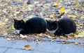 Twin black cats sitting in the park