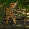 Twin Black-tailed Deer Fawns