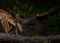 Twin Black-tailed Deer Fawns Odocoileus hemionus drinking water at night along a small creek in Western Oregon