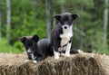 Twin Border Collie Corgi mixed breed puppy dog Royalty Free Stock Photo