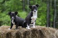 Twin Border Collie Corgi mixed breed puppy dog Royalty Free Stock Photo