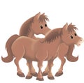 Twin brown horses Royalty Free Stock Photo