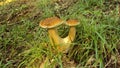 Twin brown mushroom Royalty Free Stock Photo