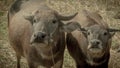 Twin buffaloes Royalty Free Stock Photo