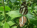 A Pair of Butterflies in Love Behind Lush Leaves on an Evening