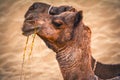 Twin camels shot in a desert