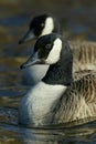 Twin canada geese Royalty Free Stock Photo