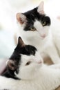 Twin cats Royalty Free Stock Photo